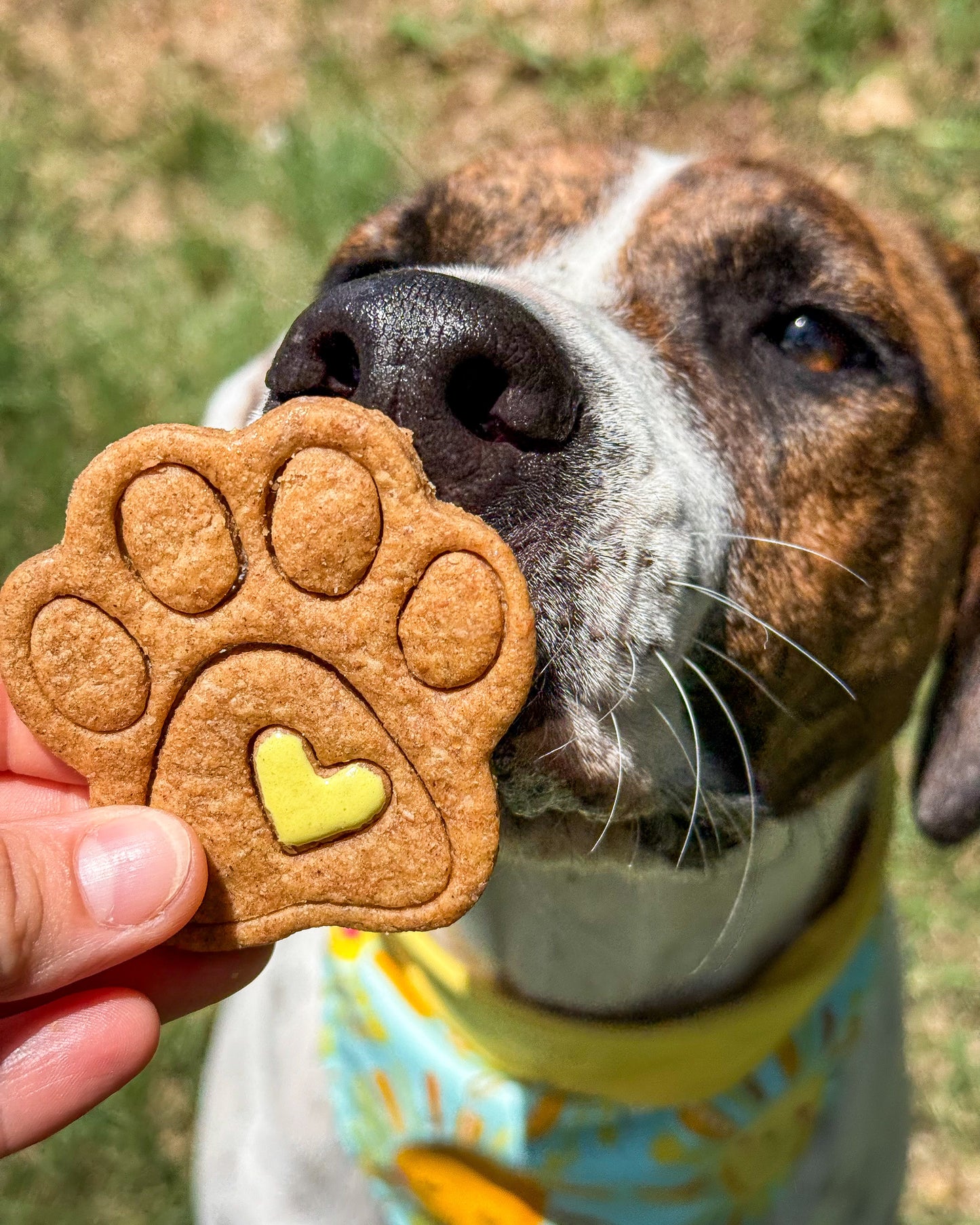 Paw Aid Treats