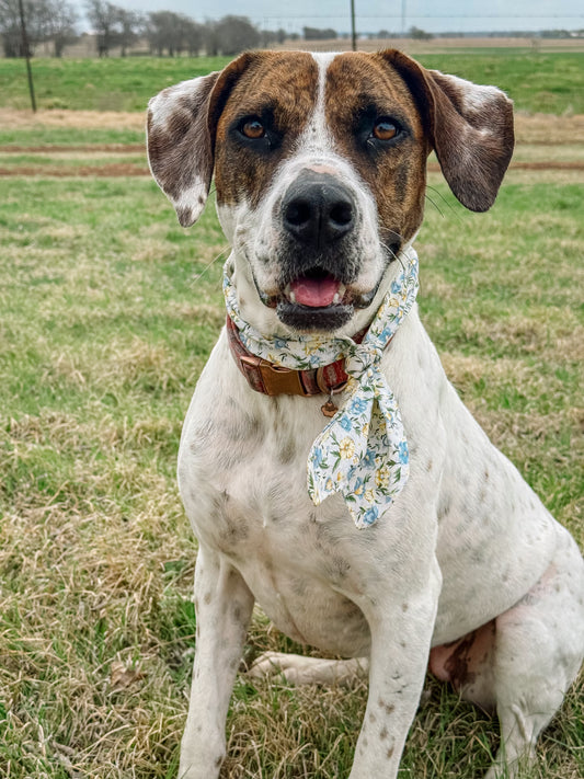 Morning in Blue Ascot