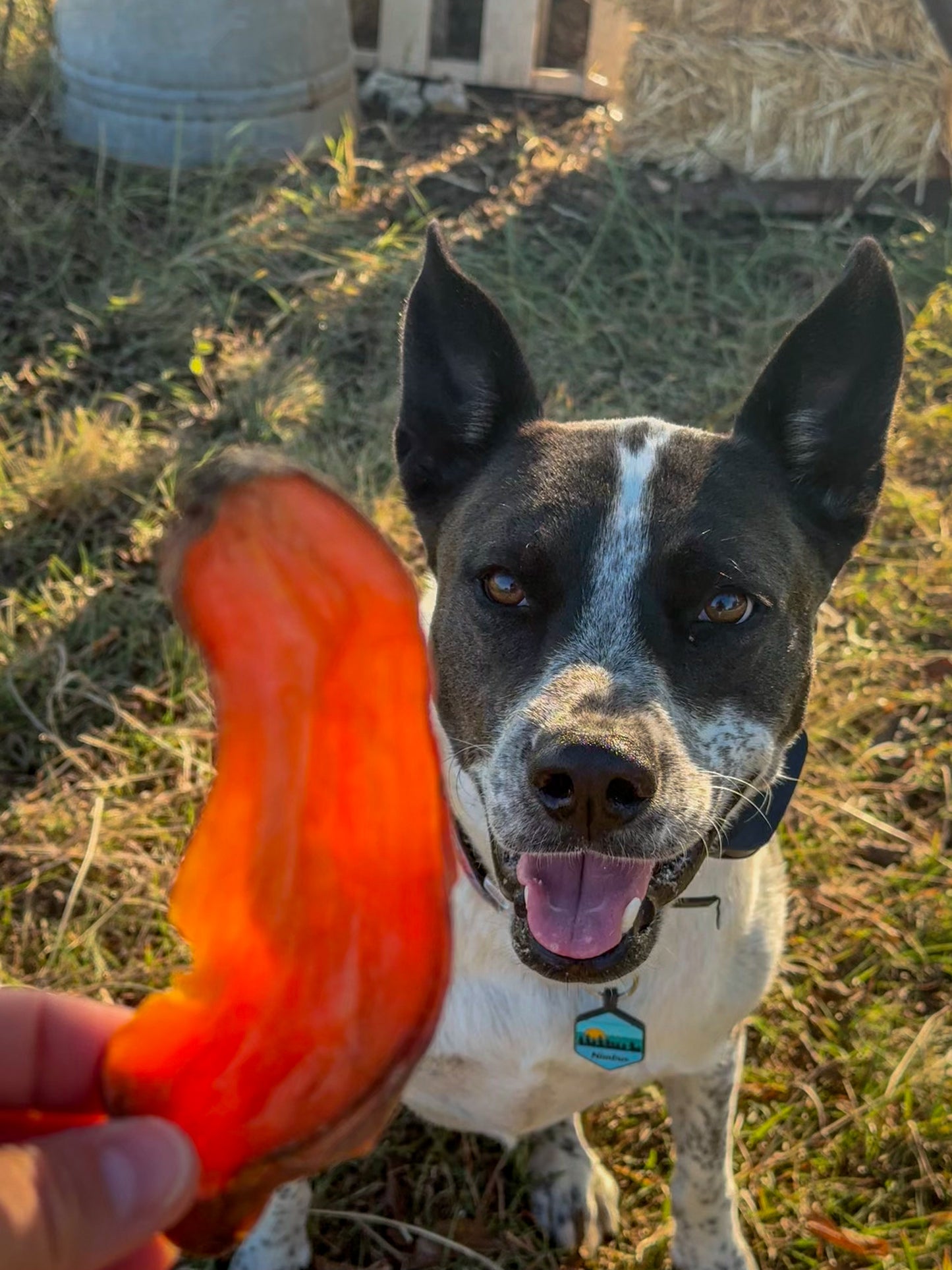 The Crew's Sweet Potato Chews
