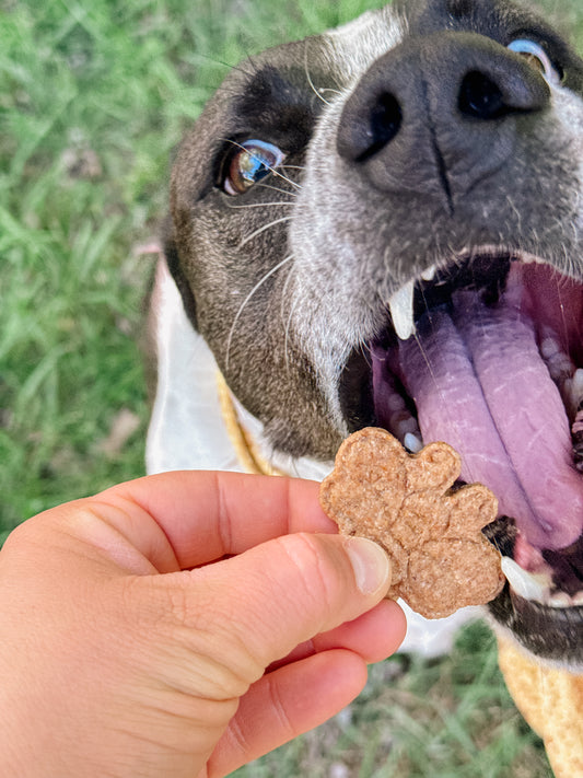 Maggie Bites: Honey Heist Honey Coconut Treats