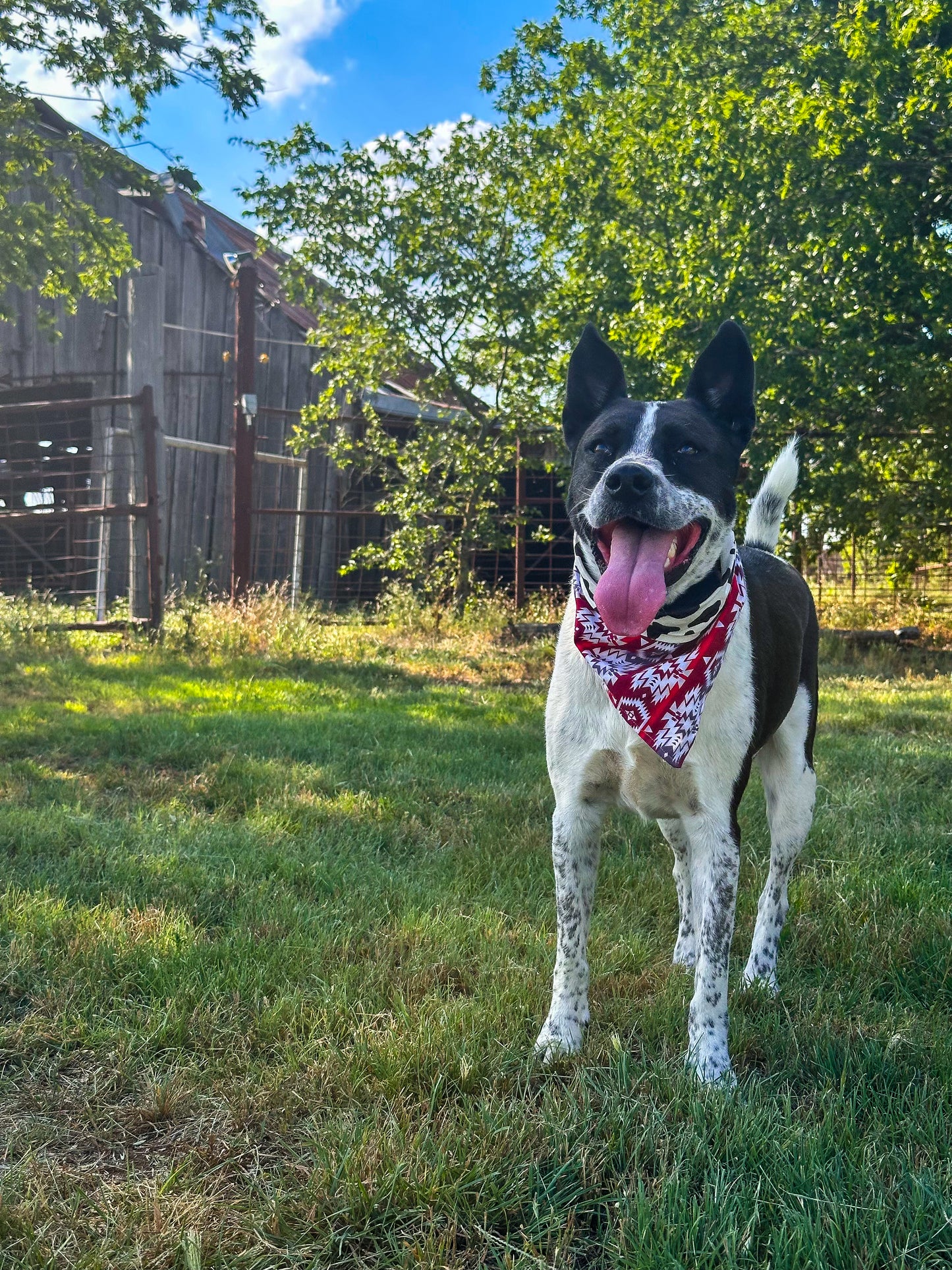 Cowhide Coyote