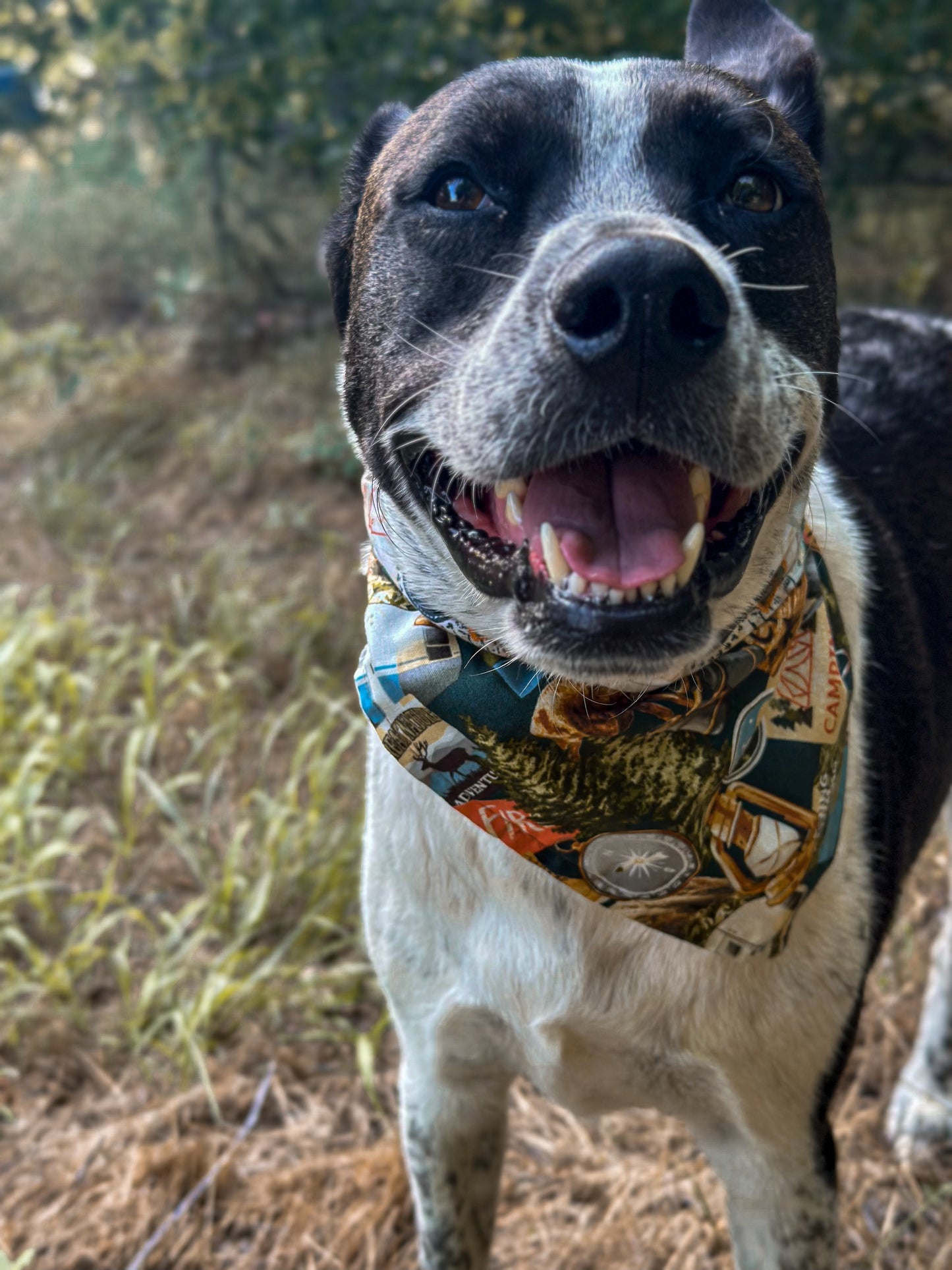 Camp Barkwood