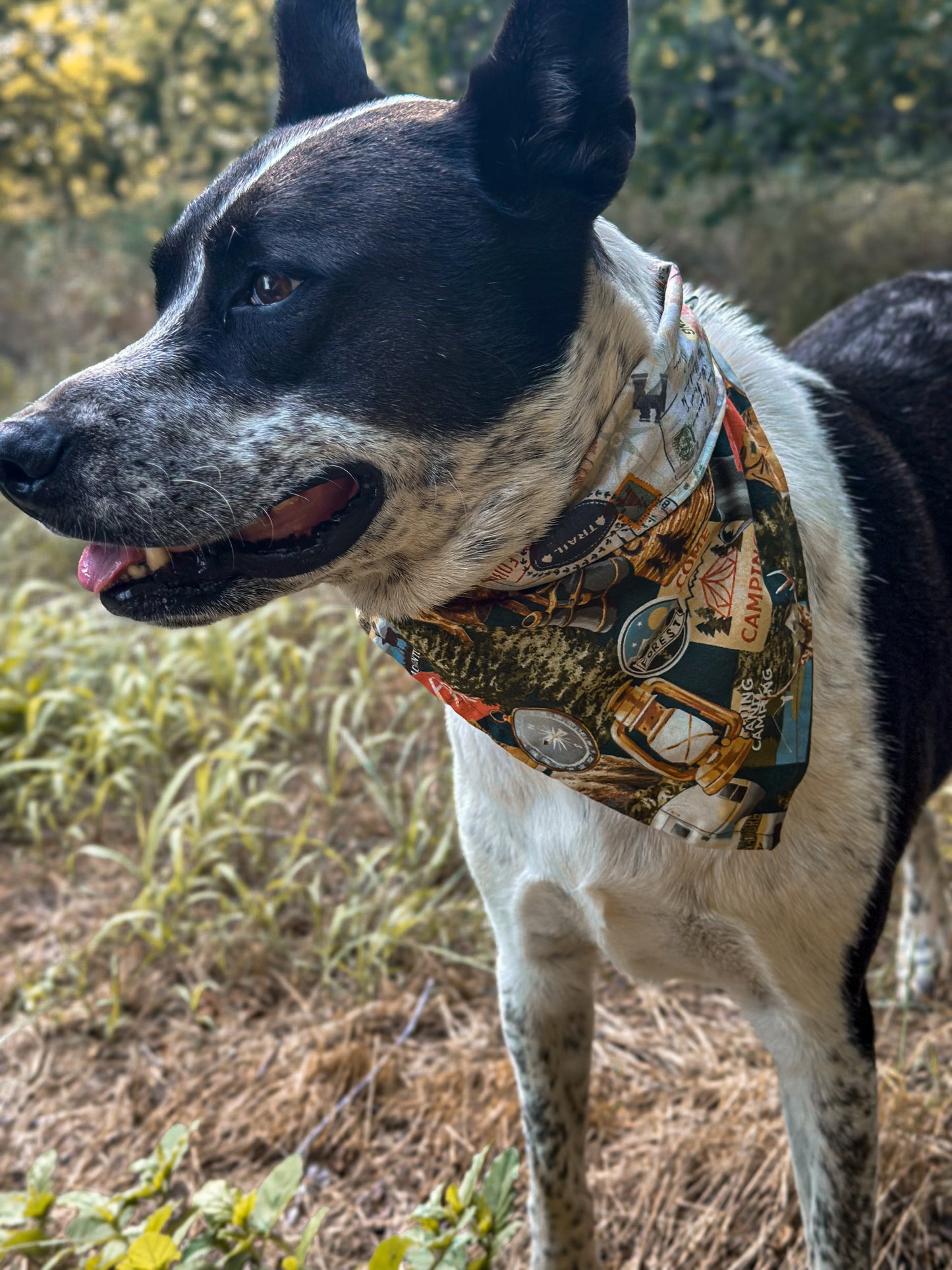 Camp Barkwood