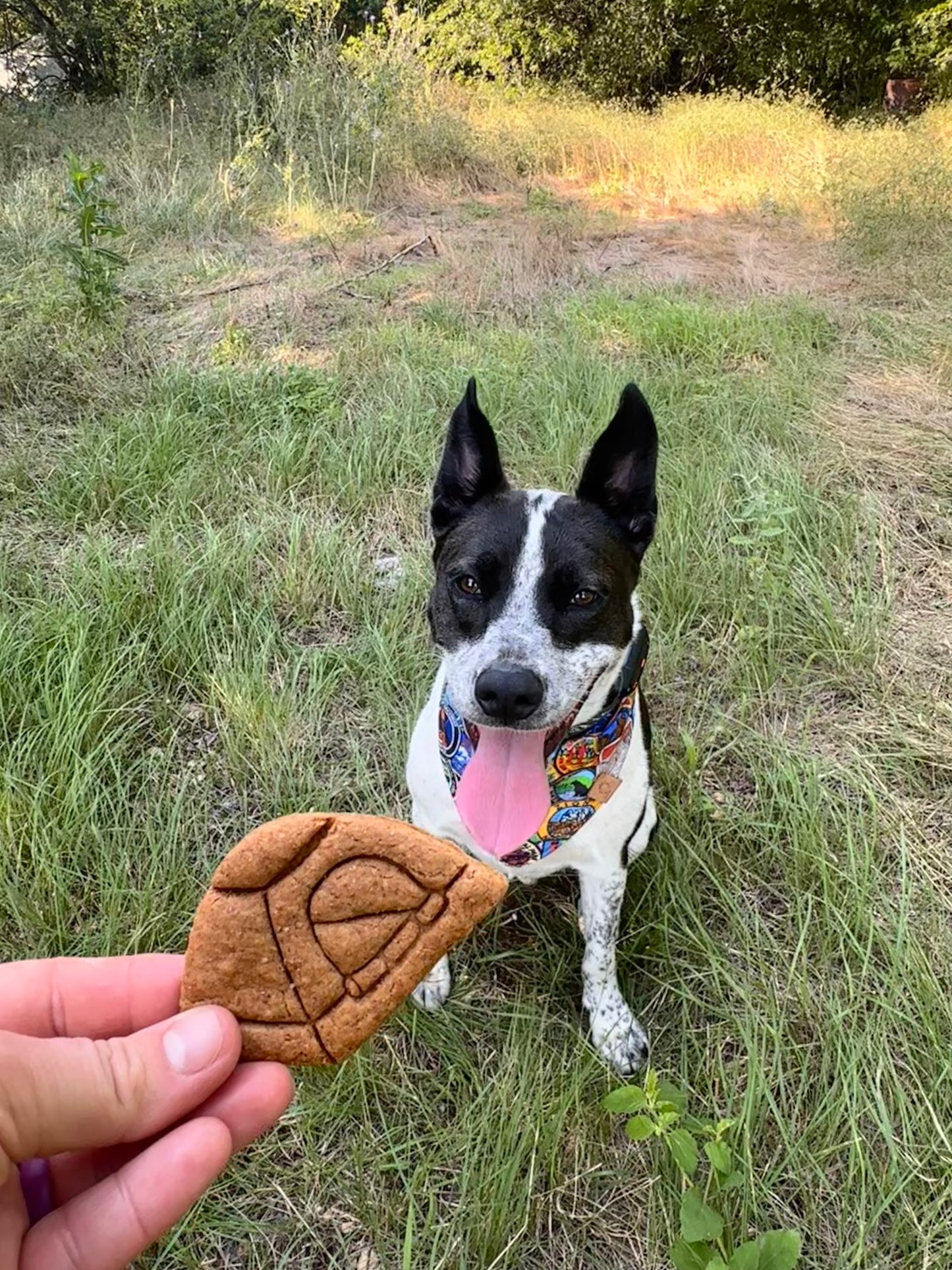 Nimbus's Hiking Adventure