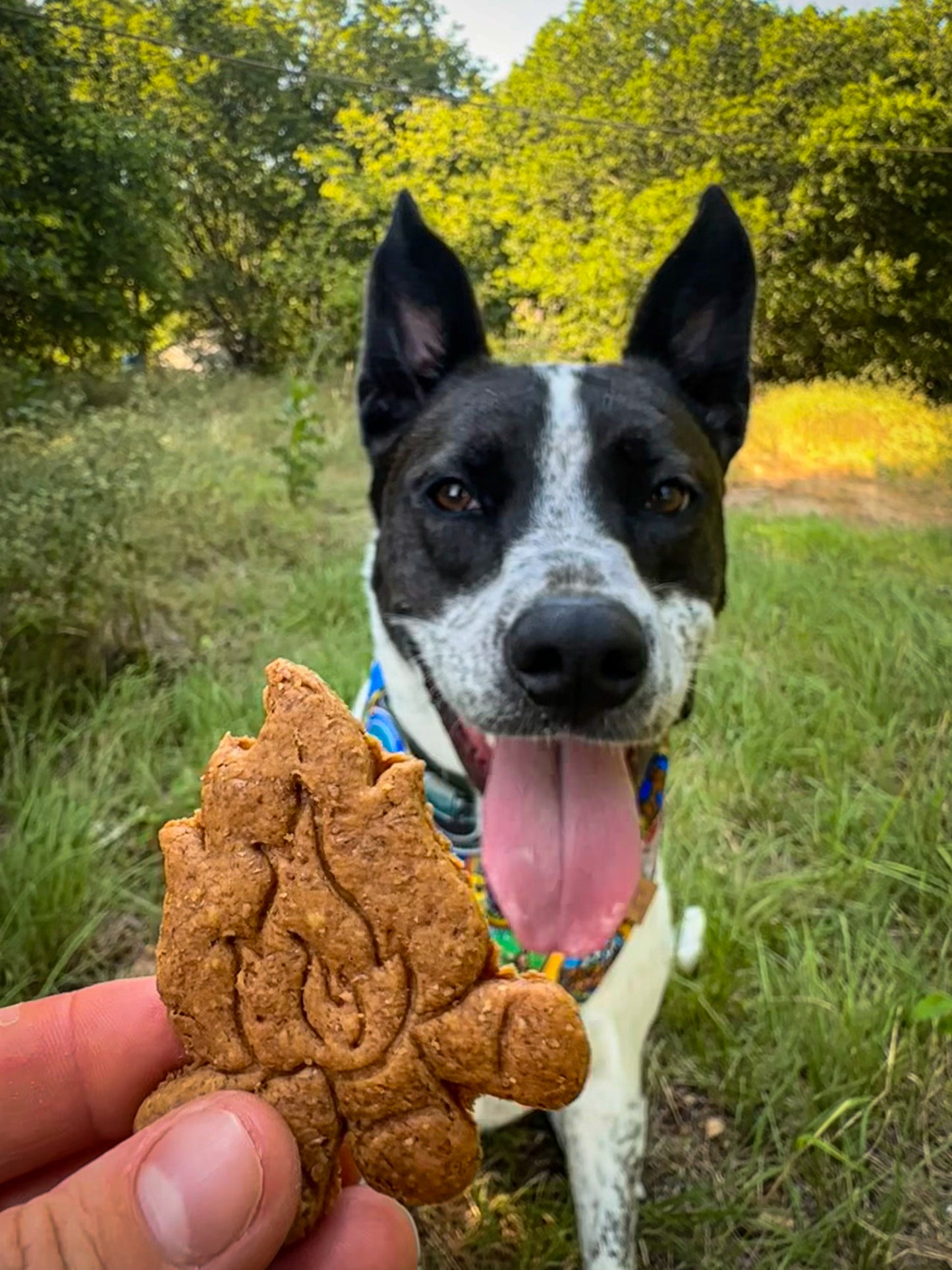 Nimbus's Hiking Adventure