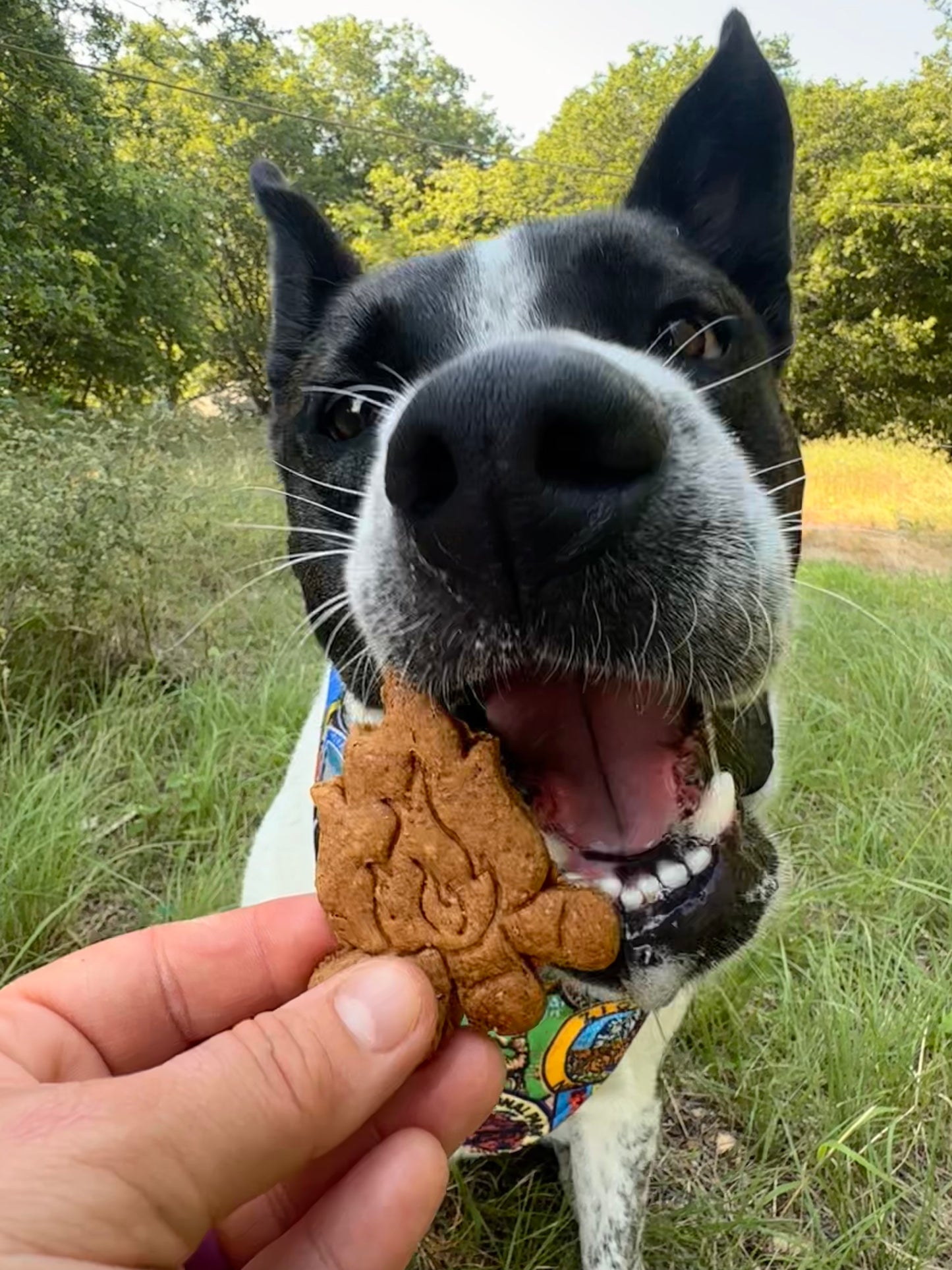 Nimbus's Hiking Adventure