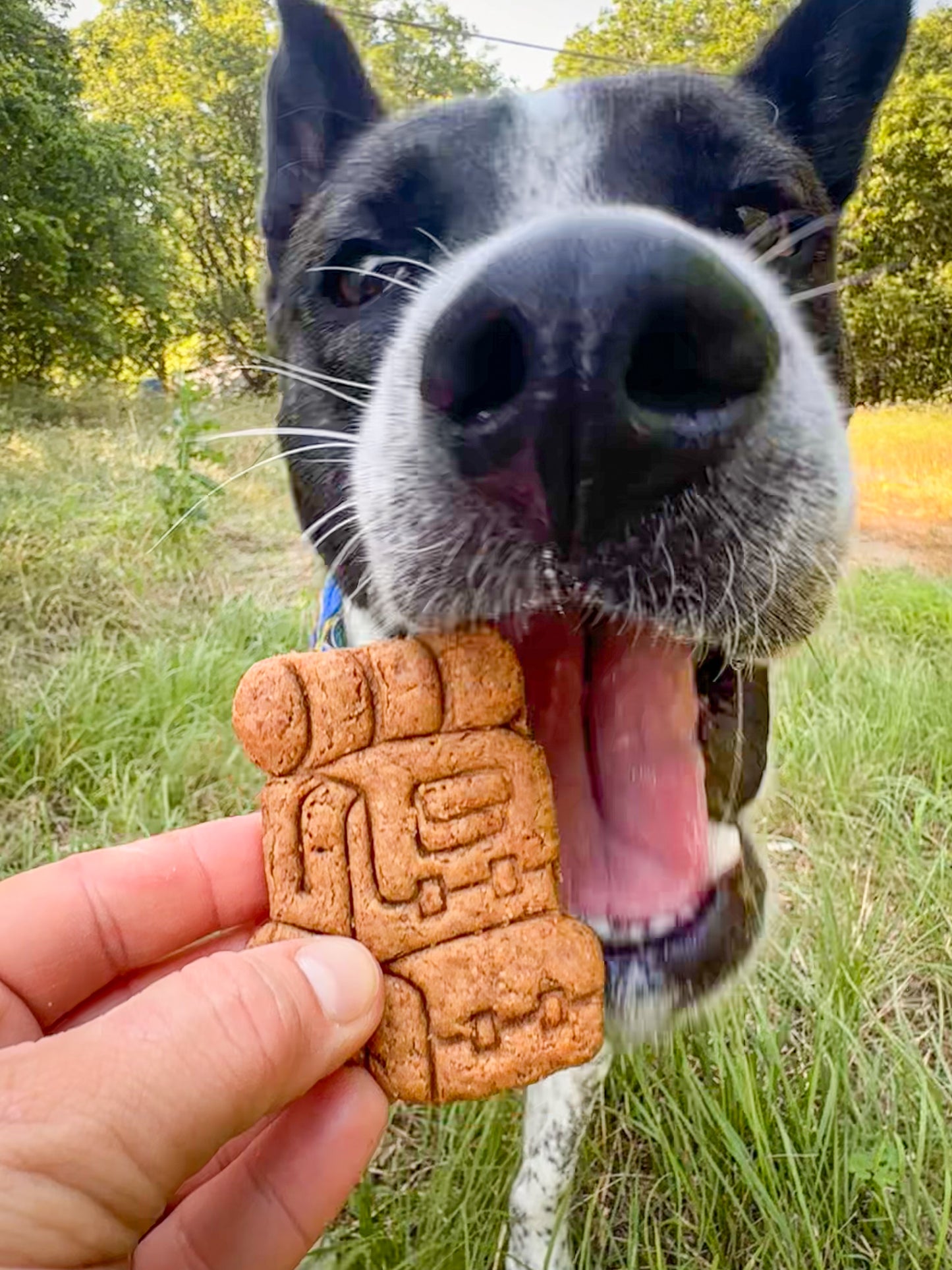 Nimbus's Hiking Adventure