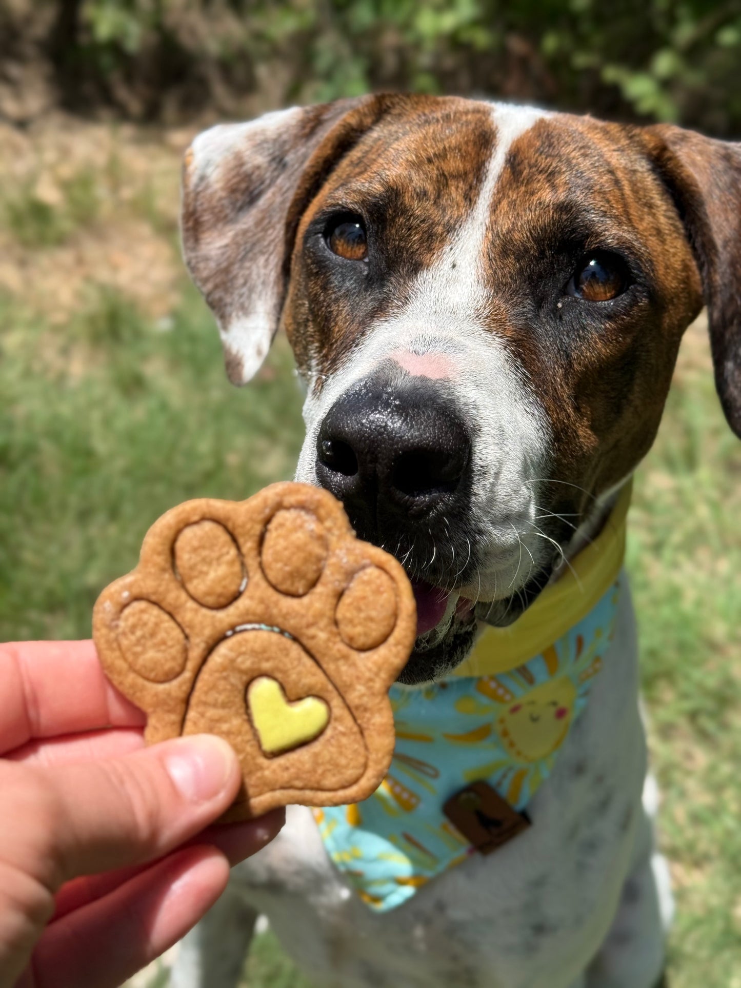 Paw Aid Treats