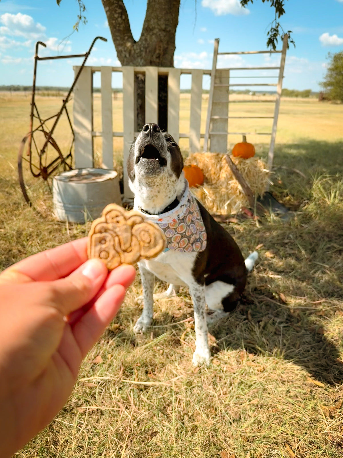 Maggie Bites Cinnamon Pumpkin