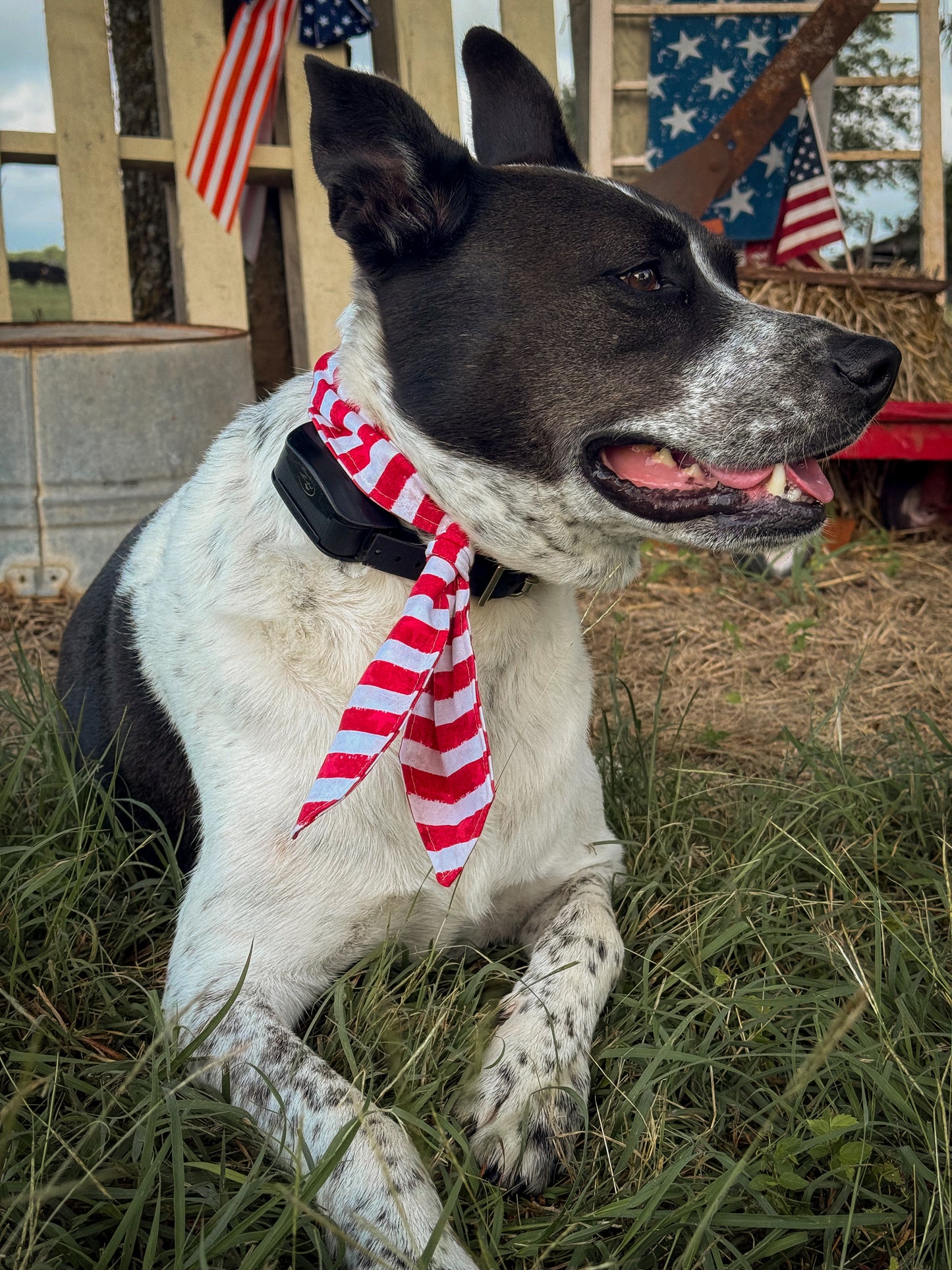 American Dreamin’ Ascot
