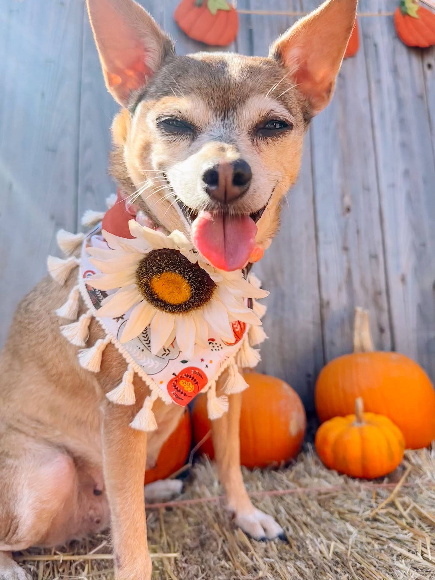 Beige Sunflower