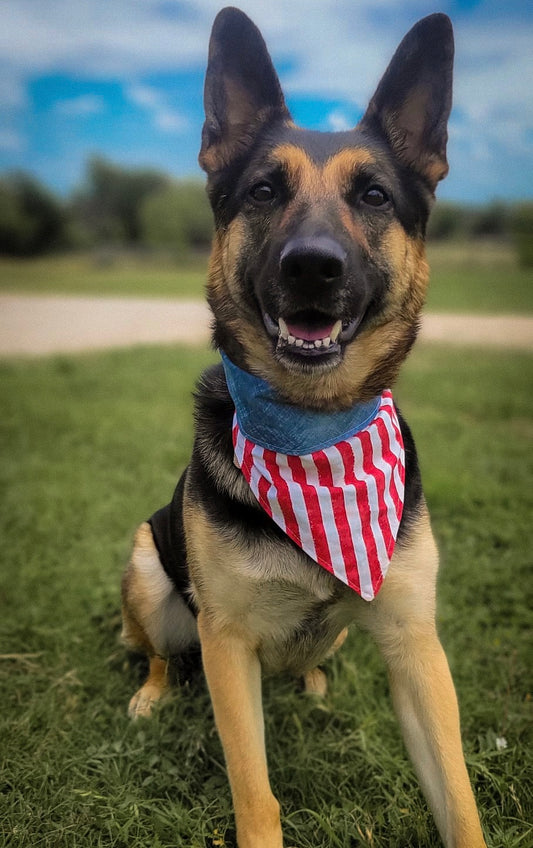 American Dreamin’