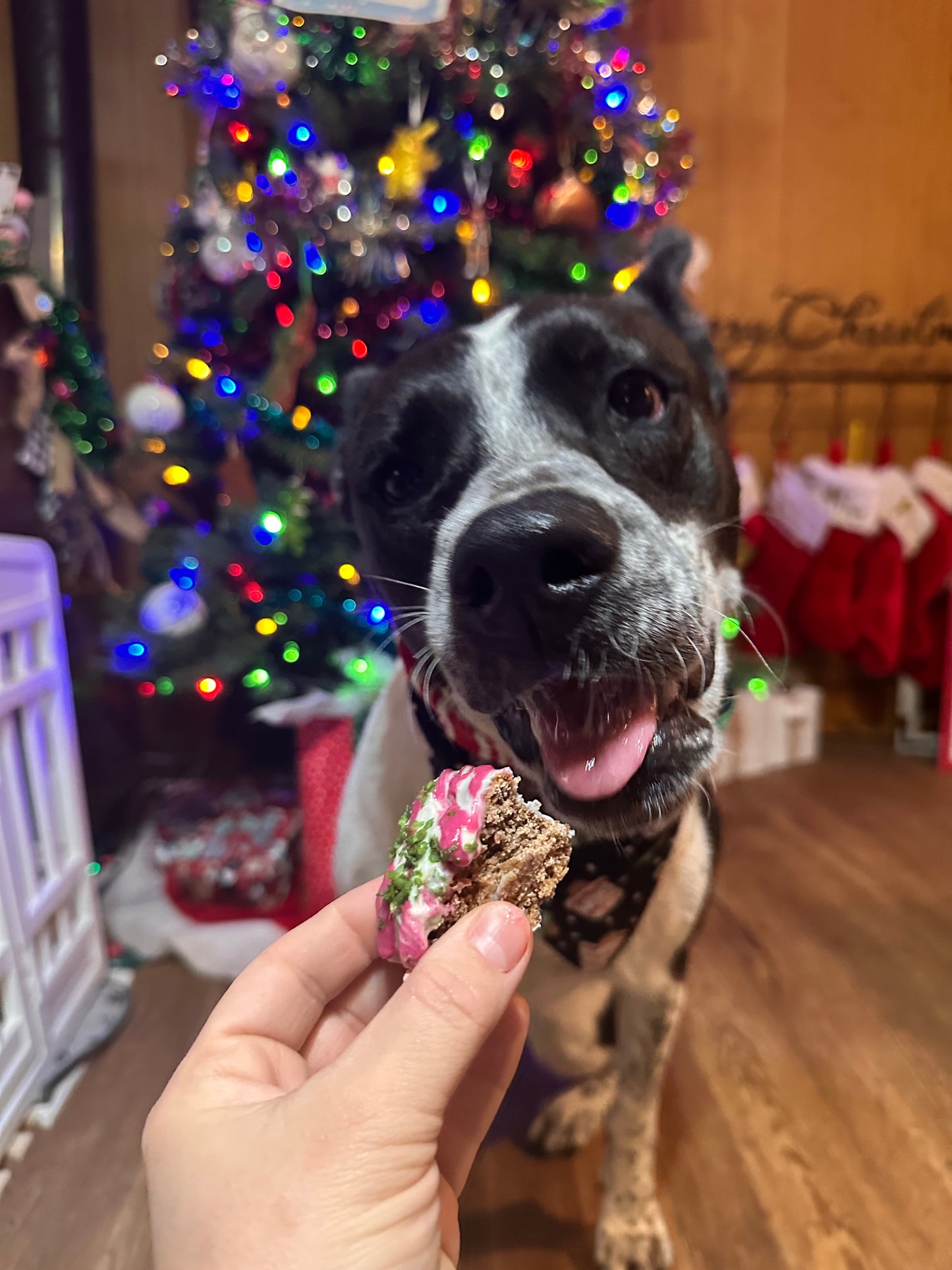 Little Nimmy’s Christmas Tree Cakes