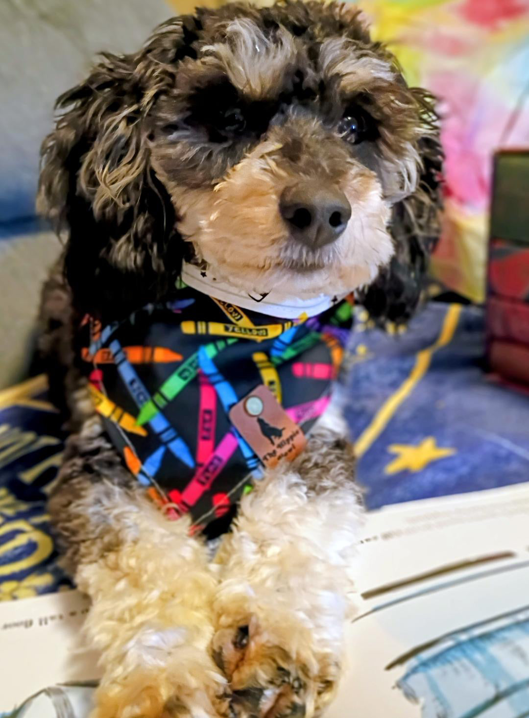 Bark to School