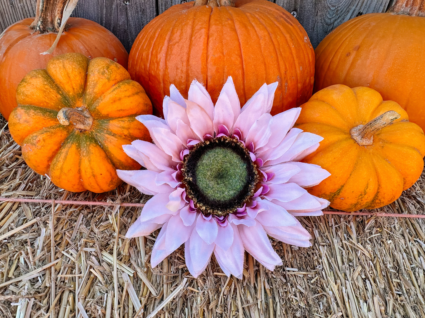 Dusty Pink Sunflower