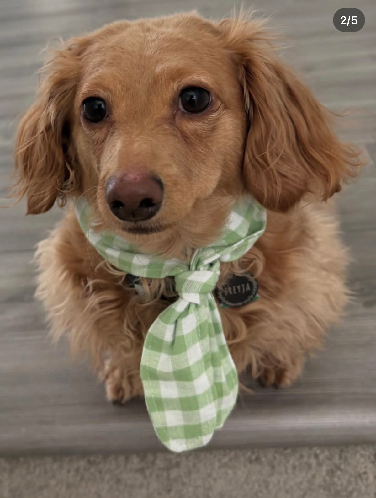 Clover Picnic Ascot