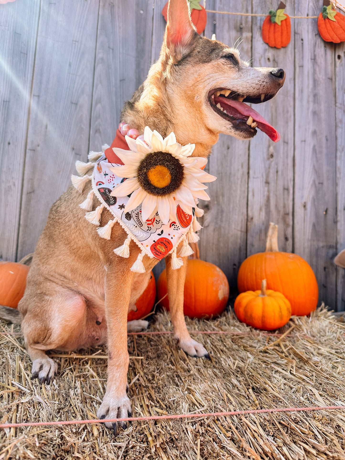 Boho Pumpkin (tassels)