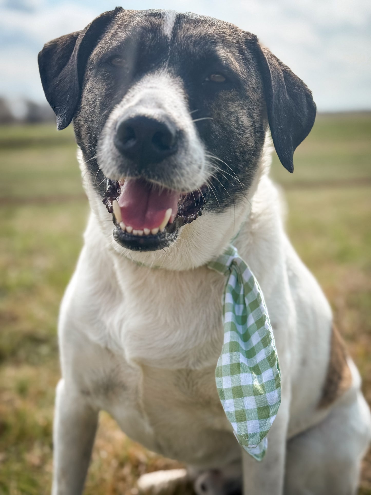 Clover Picnic Ascot