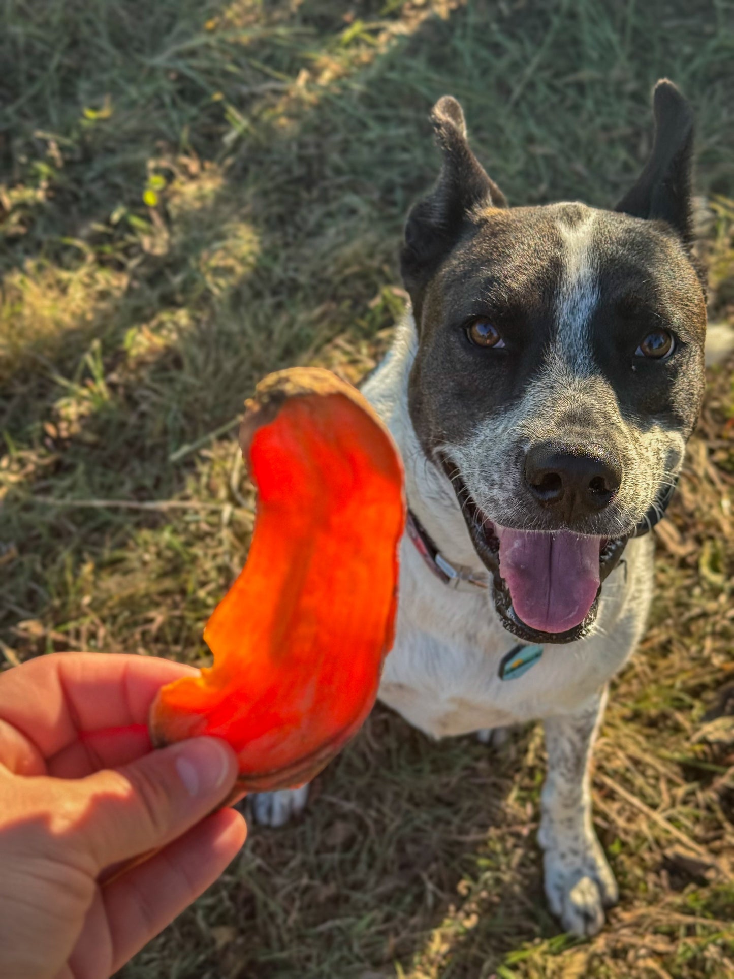 The Crew's Sweet Potato Chews