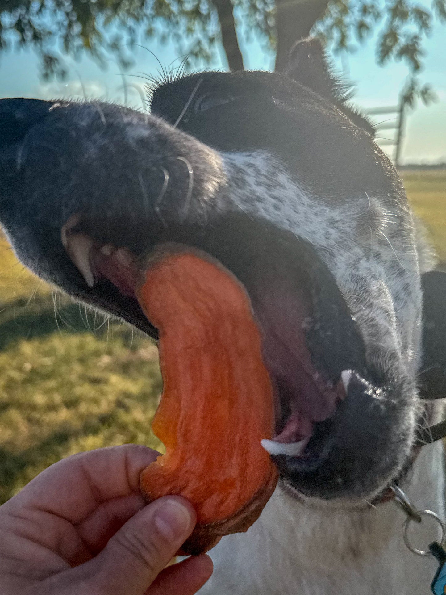 The Crew's Sweet Potato Chews