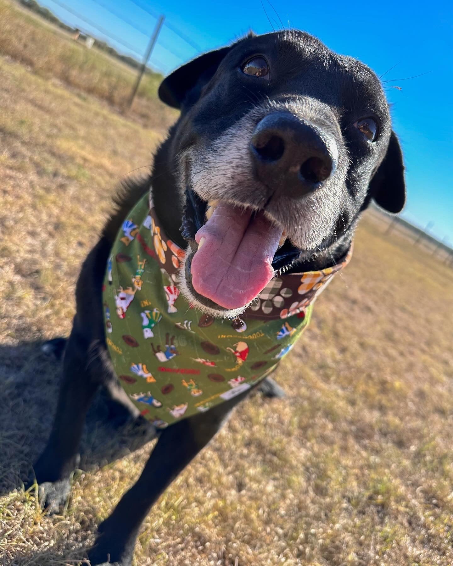 The Dogs Of Fall bandana