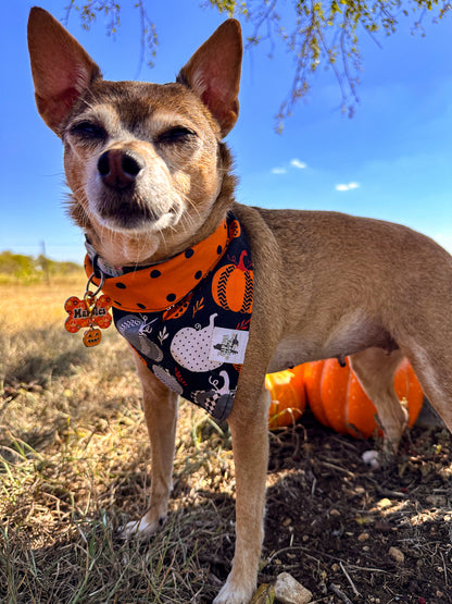 Pumpkin Groove