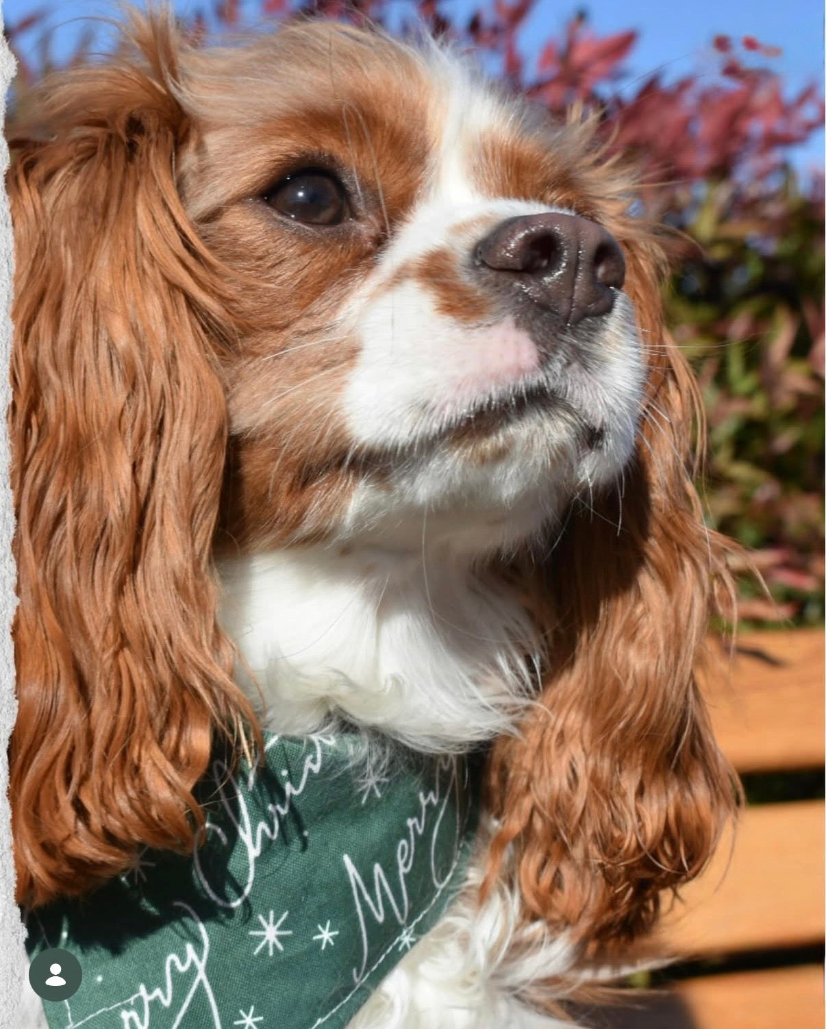 Cozy Christmas Morning