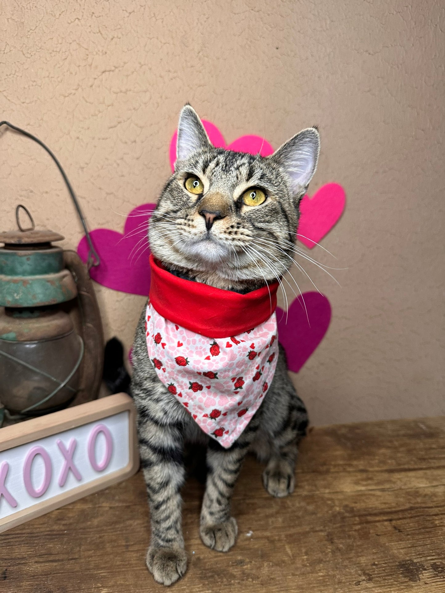 Rosy Paws