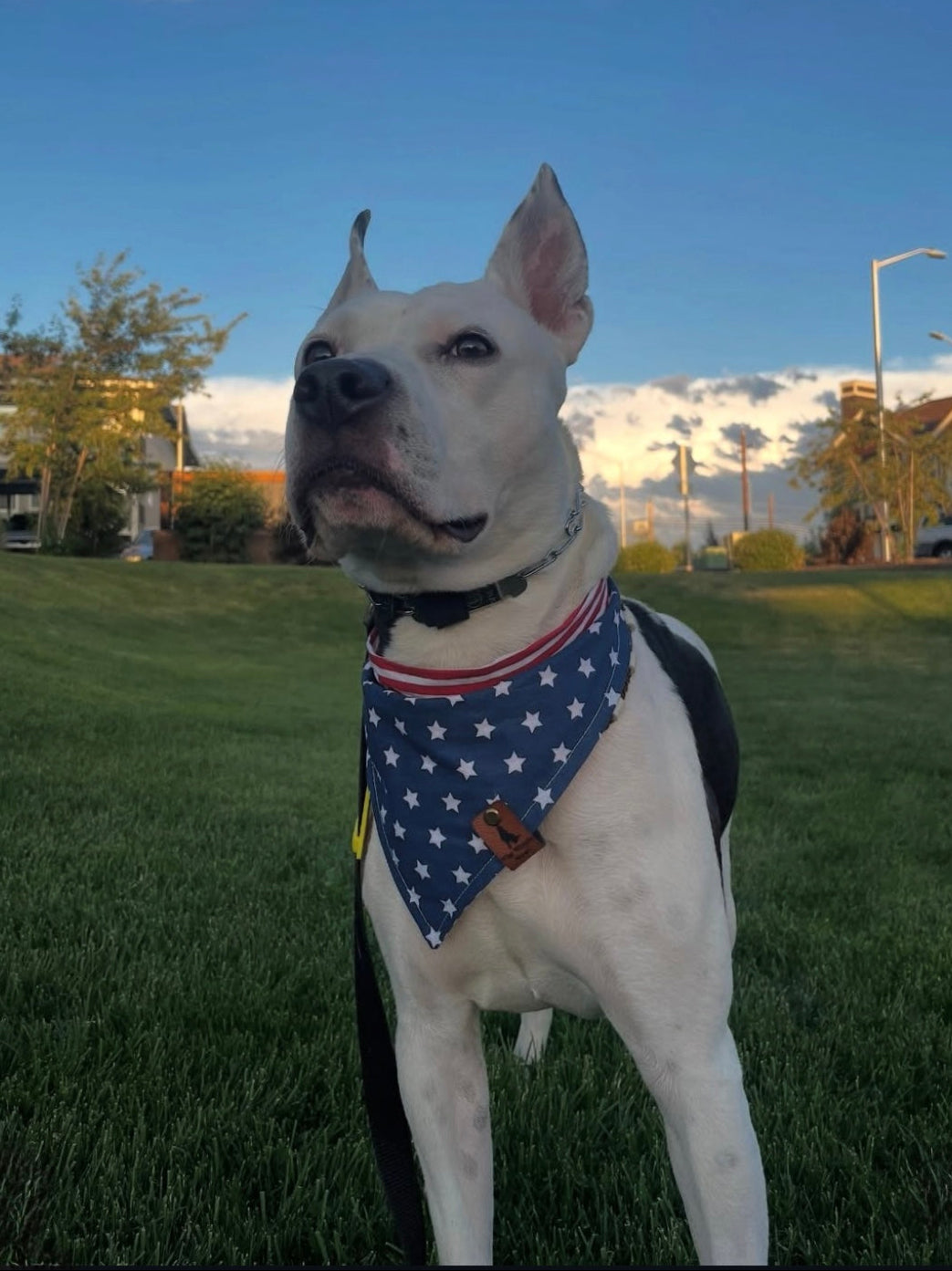 All-American Howler