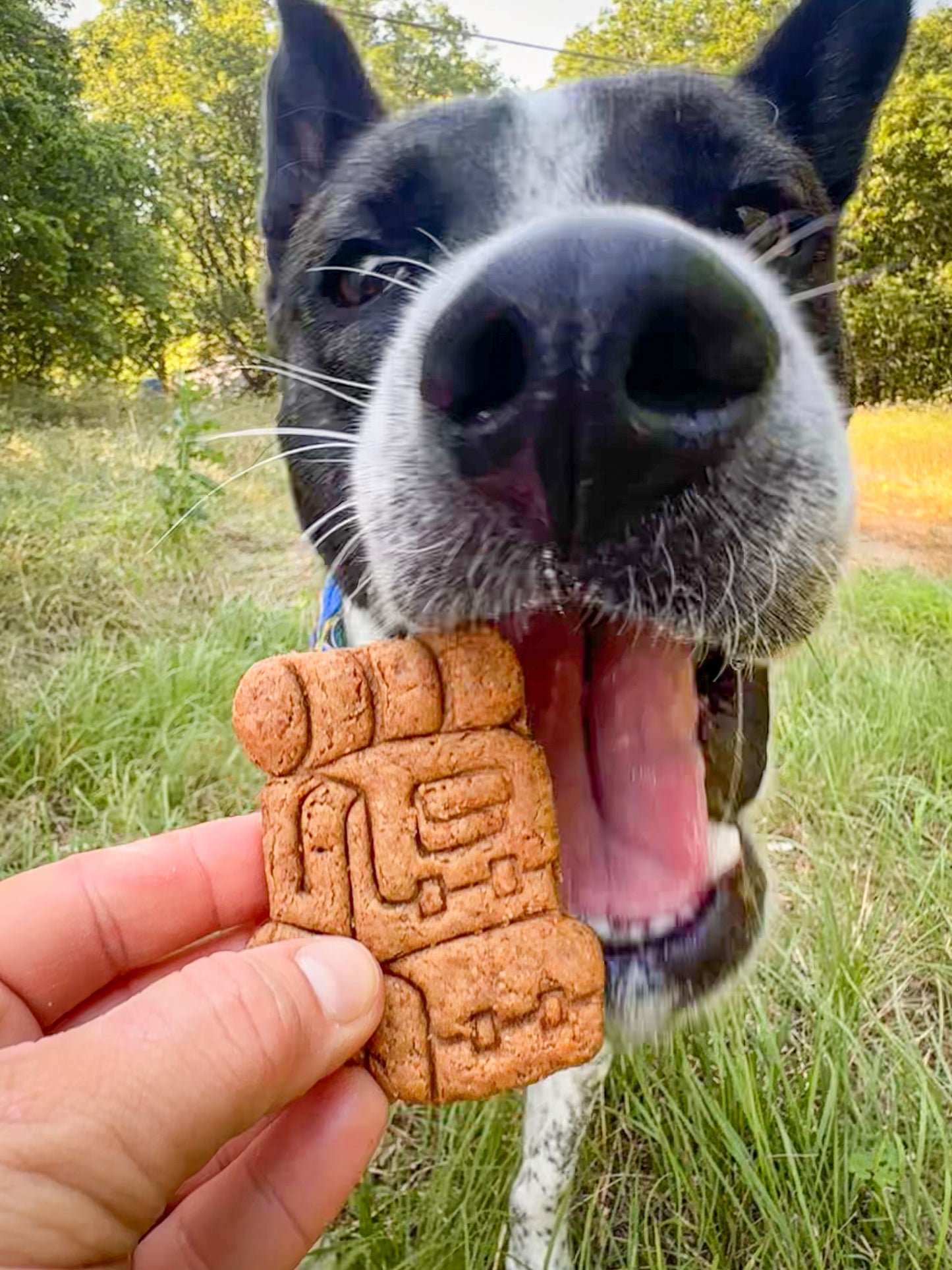 Nimbus's Hiking Adventure