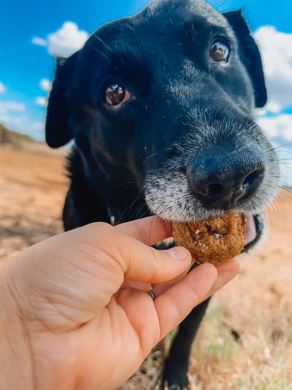 Breakfast with Theo & Hershey: Everything Pupkin Muffin