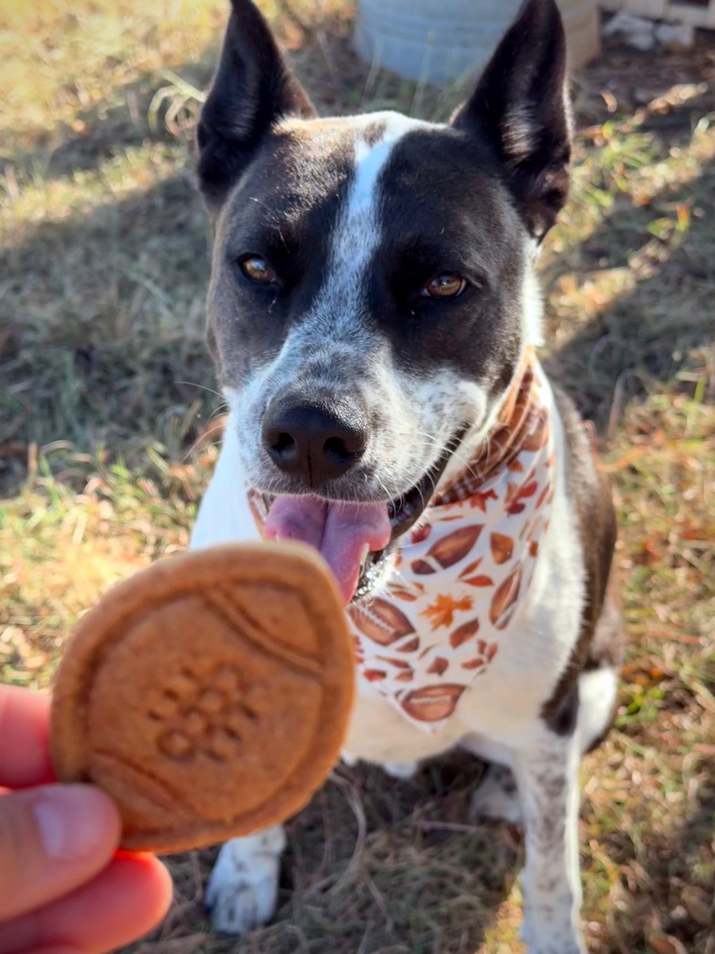 Theo’s Tailgate Treats