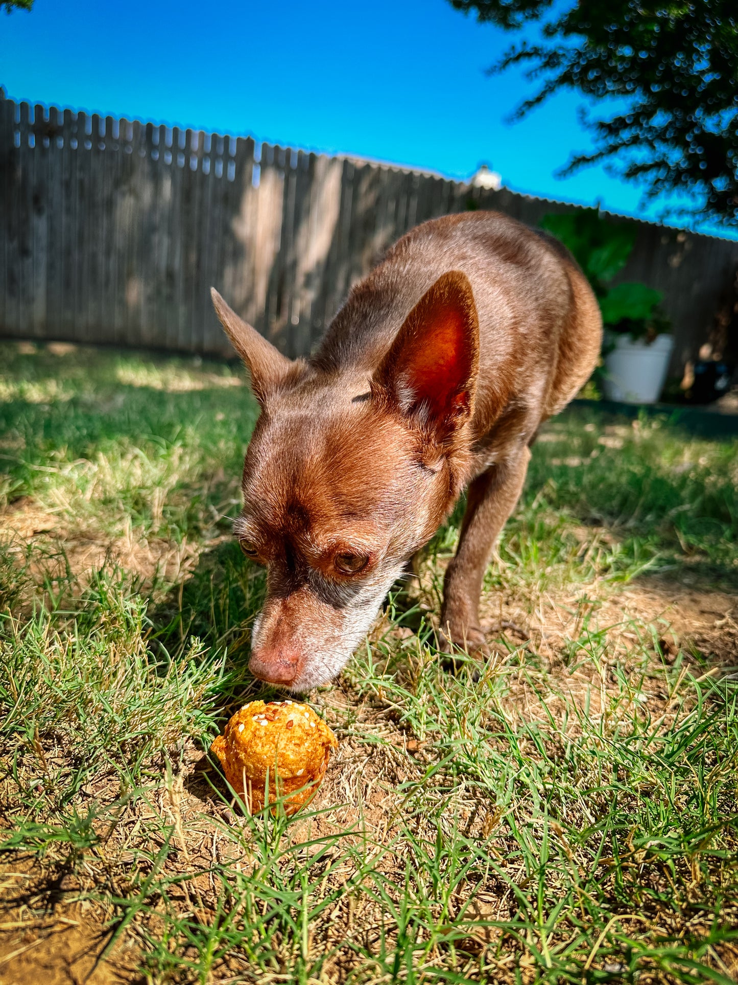 Breakfast with Theo & Hershey: Everything Pupkin Muffin