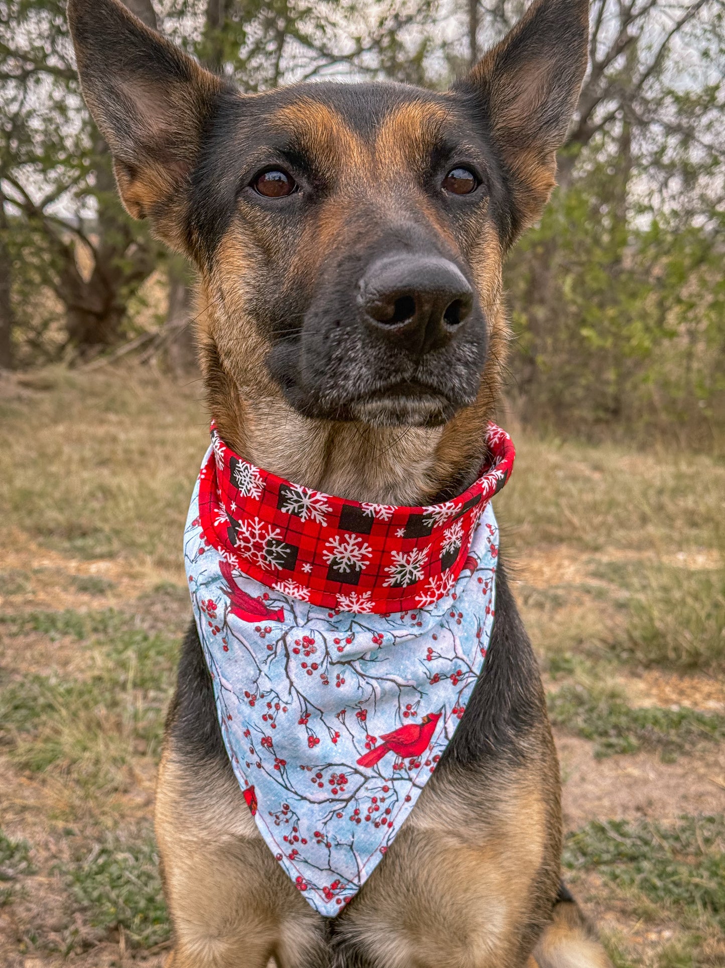 A Christmas Morning Visit