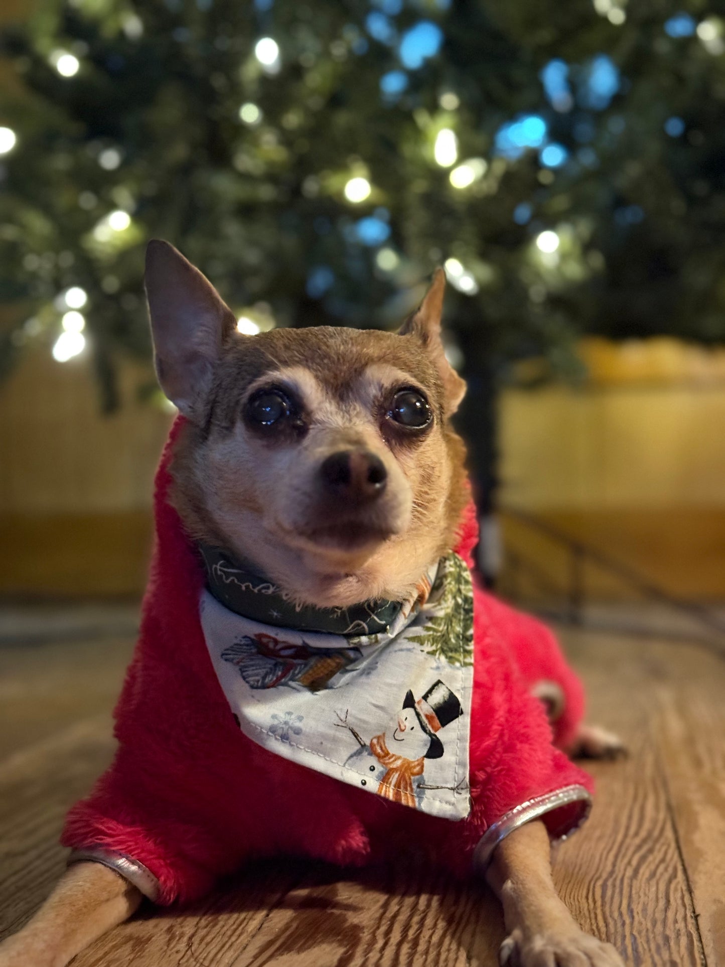 Cozy Christmas Morning