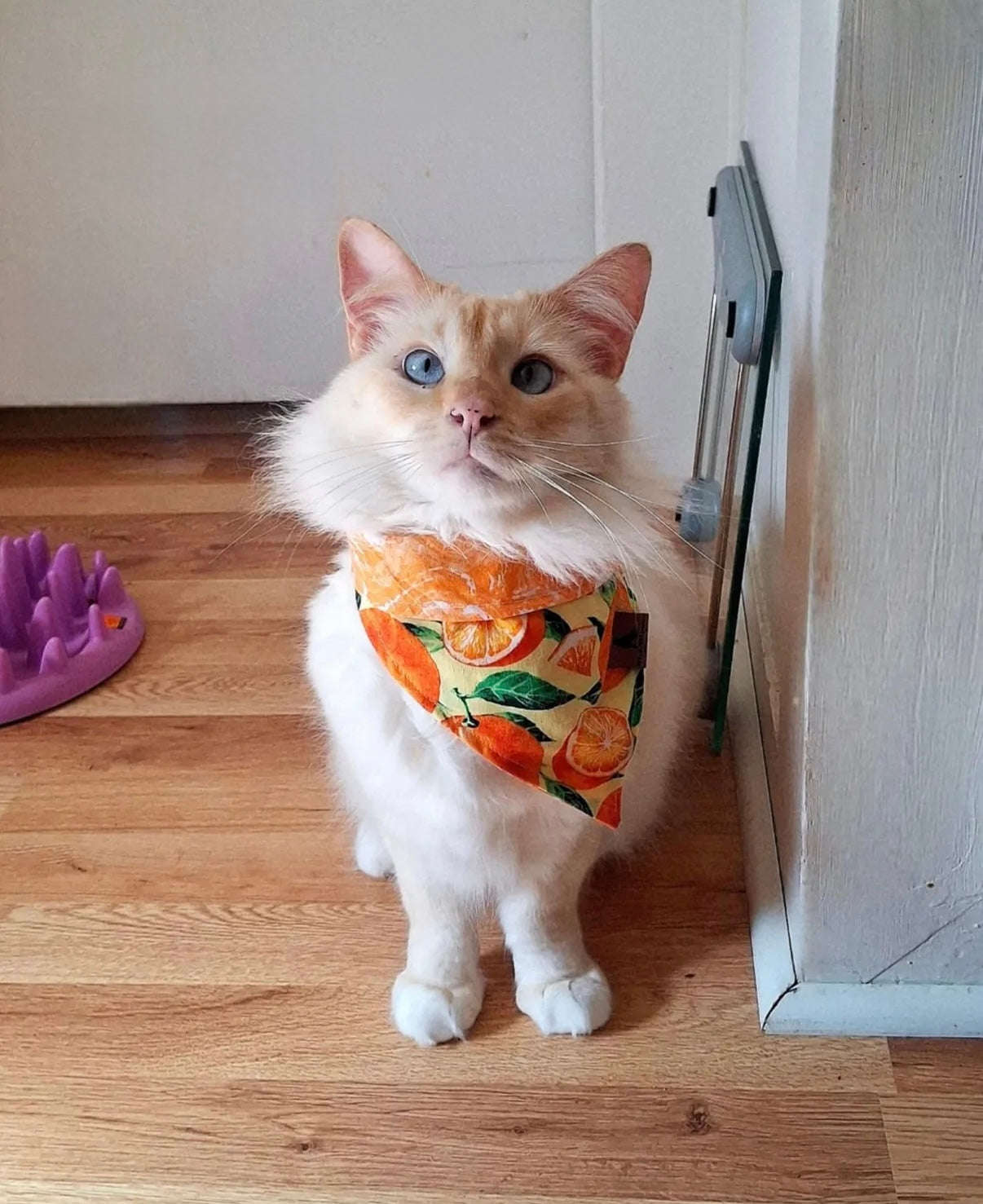 Mimosa Creamsicle